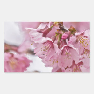 Sticker Rectangulaire Fleurs de cerisier Sakura rose pâle