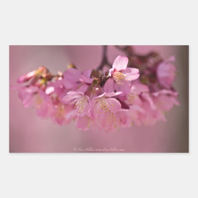 Sticker Rectangulaire Fleurs de cerisier Source thermale  Vêtements & Ca (Devant)