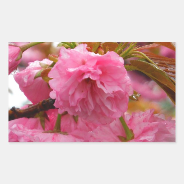 Sticker Rectangulaire Fleurs de fleurs de cerisier rose chaud (Devant)