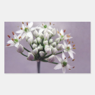 Sticker Rectangulaire Fleurs de la chair blanche d'ail sur le pourpre