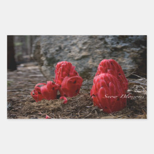 Sticker Rectangulaire Fleurs de neige