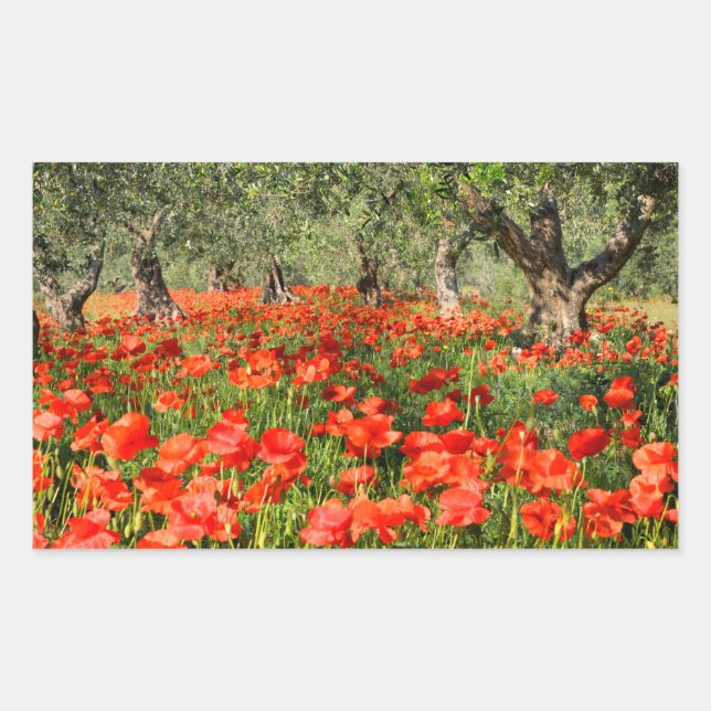 Sticker Rectangulaire Fleurs de pavot rouge sous les vieux oliviers (Devant)