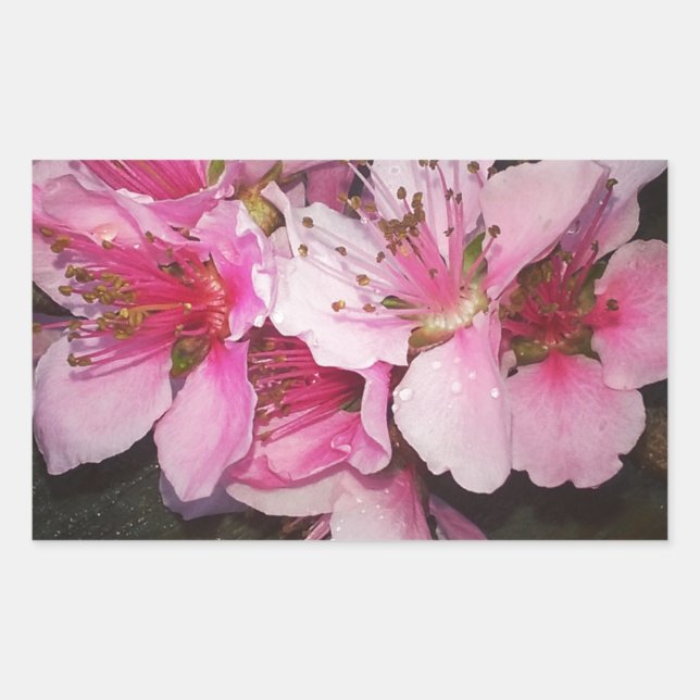 Sticker Rectangulaire Fleurs de pêcher (Devant)