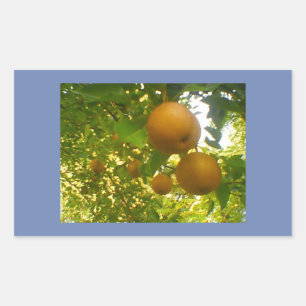 Sticker Rectangulaire Fleurs de poires