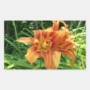Sticker Rectangulaire Fleurs d'hémérocalles orange Horizontal