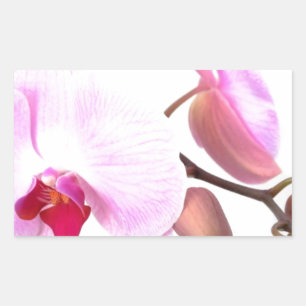 Sticker Rectangulaire Fleurs d'orchidées aziza