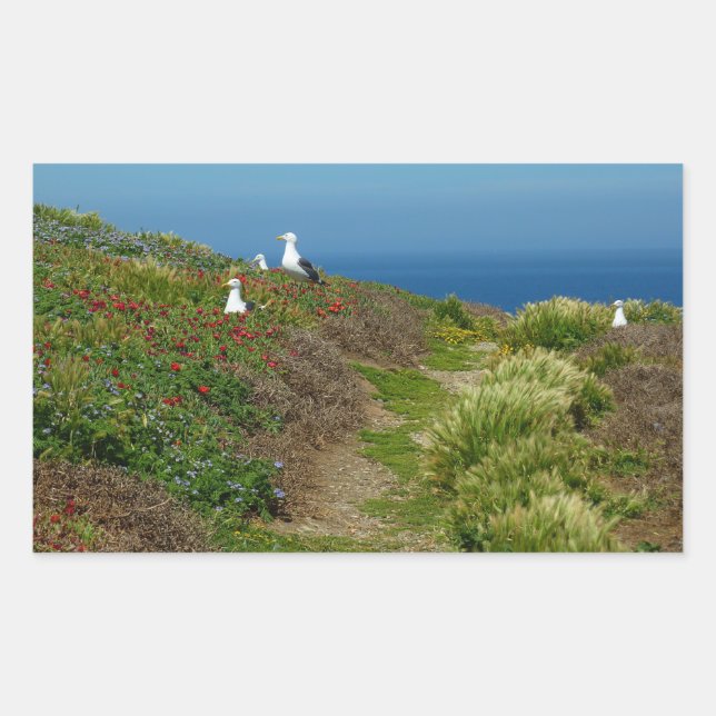 Sticker Rectangulaire Fleurs et mouettes sur l'île d'Anacapa (Devant)