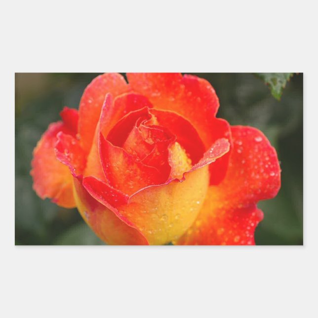 Sticker Rectangulaire Floral Rose orange (Devant)