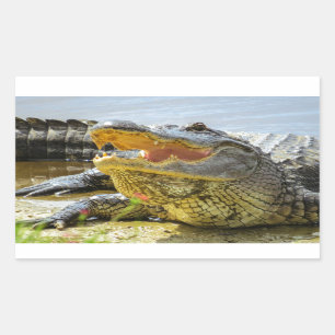 Sticker Rectangulaire Floride Alligators Face à face