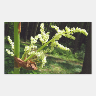 Sticker Rectangulaire Flower Rhubarb Stalks Nature Photo