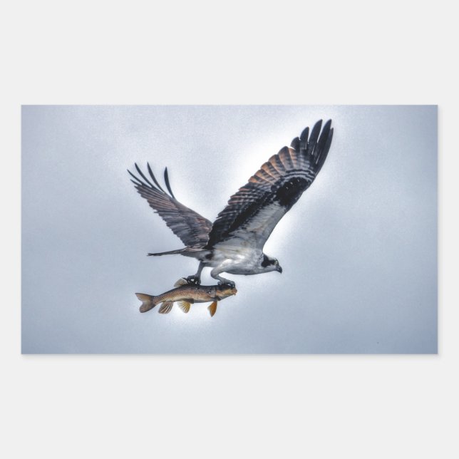 Sticker Rectangulaire Flying Osprey with Walleye Fishing HDR Photo (Devant)