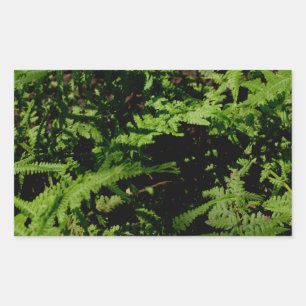 Sticker Rectangulaire Fougères de la forêt