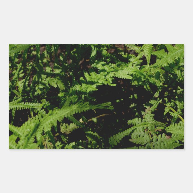 Sticker Rectangulaire Fougères de la forêt (Devant)