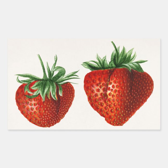 Sticker Rectangulaire Fraise vintage (Devant)