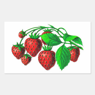 Sticker Rectangulaire Fraises fraîches