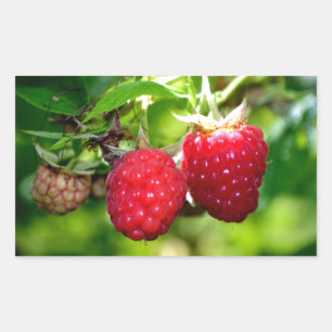 Sticker Rectangulaire Framboises, baies rouges, fruits rouges
