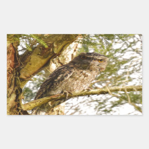 STICKER RECTANGULAIRE FROGMOUTH FAUVE QUEENSLAND AUSTRALIE