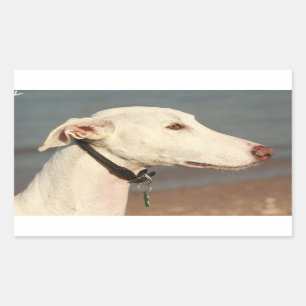 Sticker Rectangulaire Galgo chien de vent