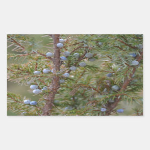 Sticker Rectangulaire Genévriers sautants