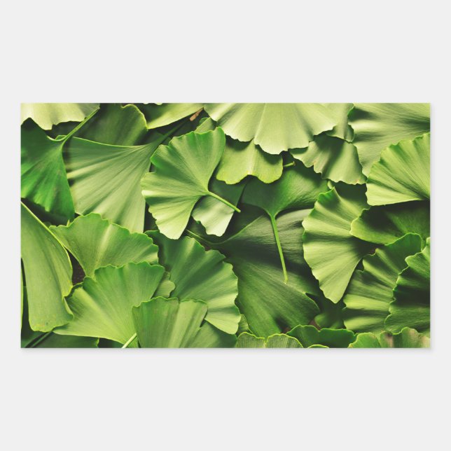 Sticker Rectangulaire ginkgo biloba feuille nature texture plante (Devant)