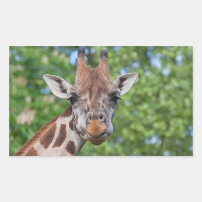 Sticker Rectangulaire Girafe attentive (Devant)