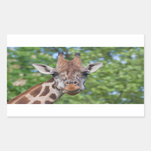 Sticker Rectangulaire Giraffe attentive