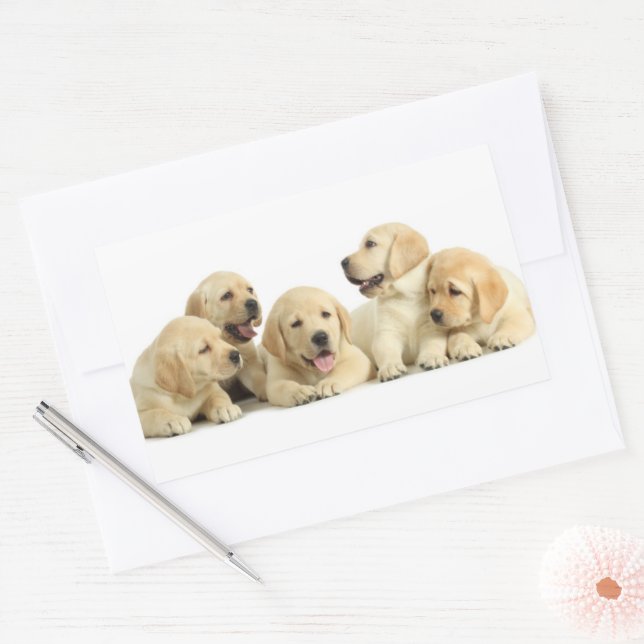 Sticker Rectangulaire Golden Labrador Pupile (Enveloppe)