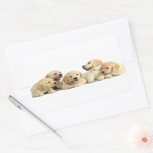 Sticker Rectangulaire Golden Labrador Pupile
