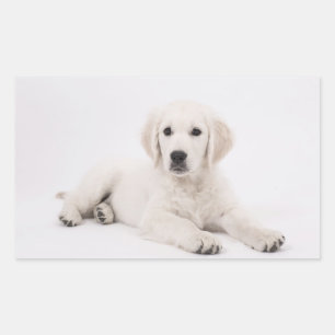 Sticker Rectangulaire Golden Retriever