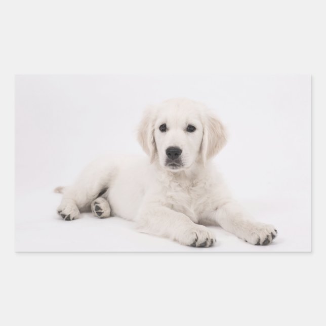 Sticker Rectangulaire Golden Retriever (Devant)