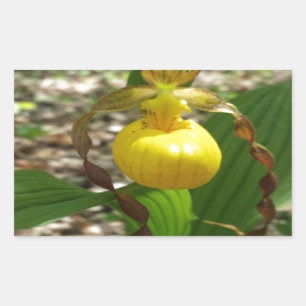 Sticker Rectangulaire Grand Cypripedium jaune de Madame pantoufle