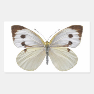 Sticker Rectangulaire Grand papillon blanc isolé PNG