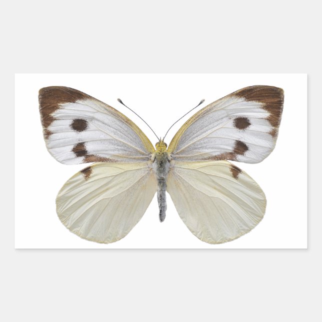 Sticker Rectangulaire Grand papillon blanc isolé PNG (Devant)