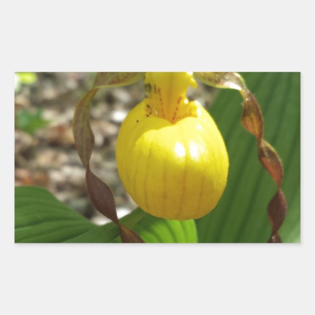 Sticker Rectangulaire Grande Chaussure-Dame Jaune Cypripedium (Devant)