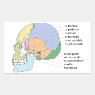 Sticker Rectangulaire Graphique des noms des os du crâne humain