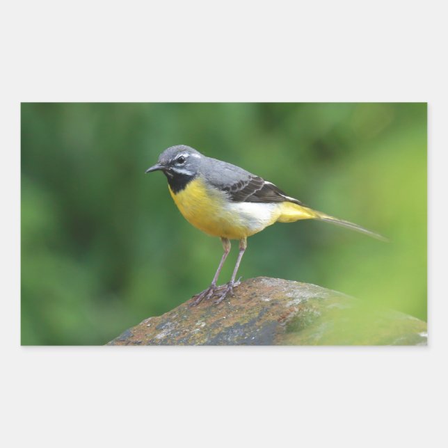 Sticker Rectangulaire Gray Wagtail - oiseau (Devant)
