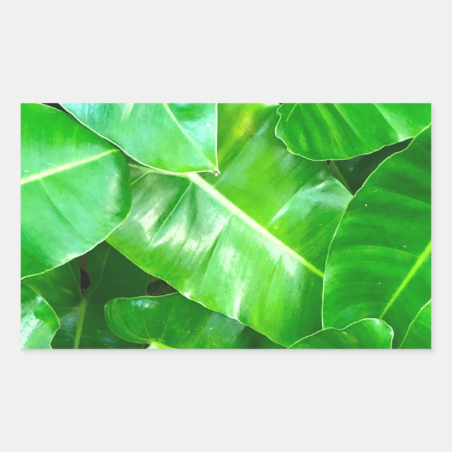 Sticker Rectangulaire Green feuille Palm Leaf feuillage tropical jungle (Devant)