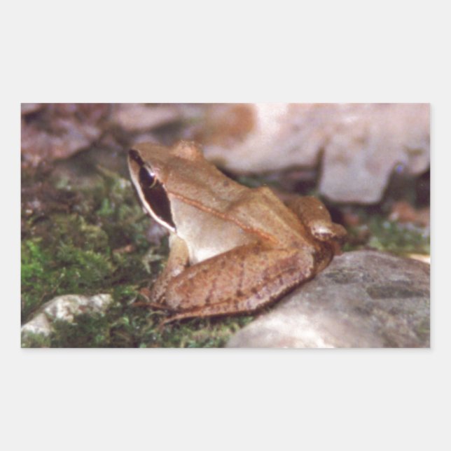 Sticker Rectangulaire Grenouille à bois (Devant)