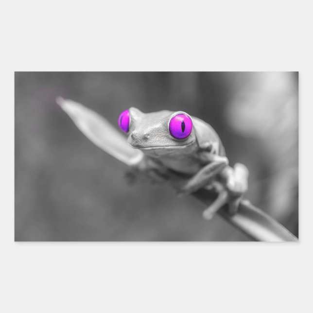 Sticker Rectangulaire Grenouille aux yeux violets (Devant)