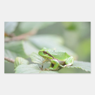 Sticker Rectangulaire Grenouille d'arbre européenne dans l'autocollant
