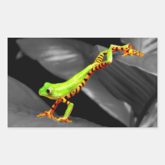 Sticker Rectangulaire Grenouille des arbres (Devant)
