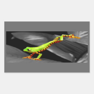 Sticker Rectangulaire Grenouille des arbres
