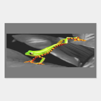 Sticker Rectangulaire Grenouille des arbres