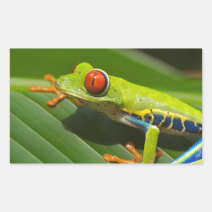 Sticker Rectangulaire Grenouille verte
