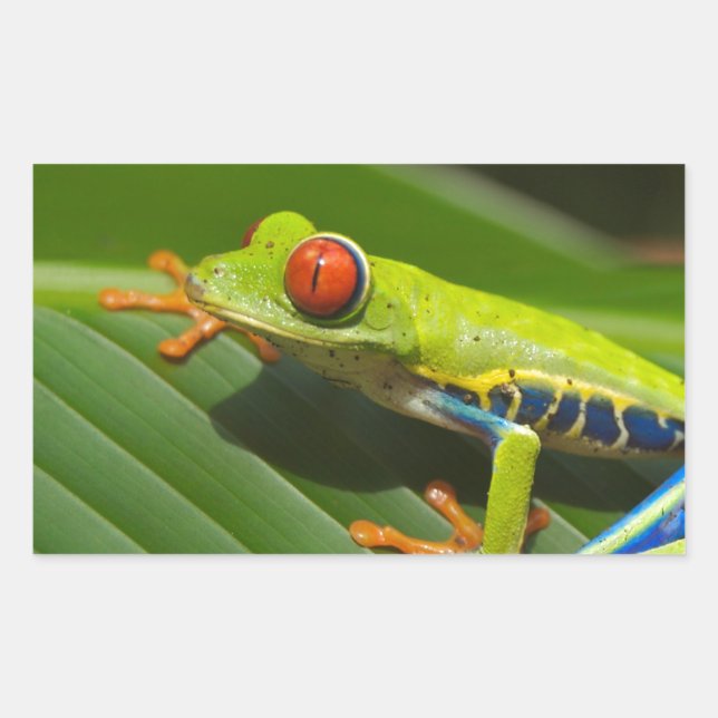 Sticker Rectangulaire Grenouille verte (Devant)