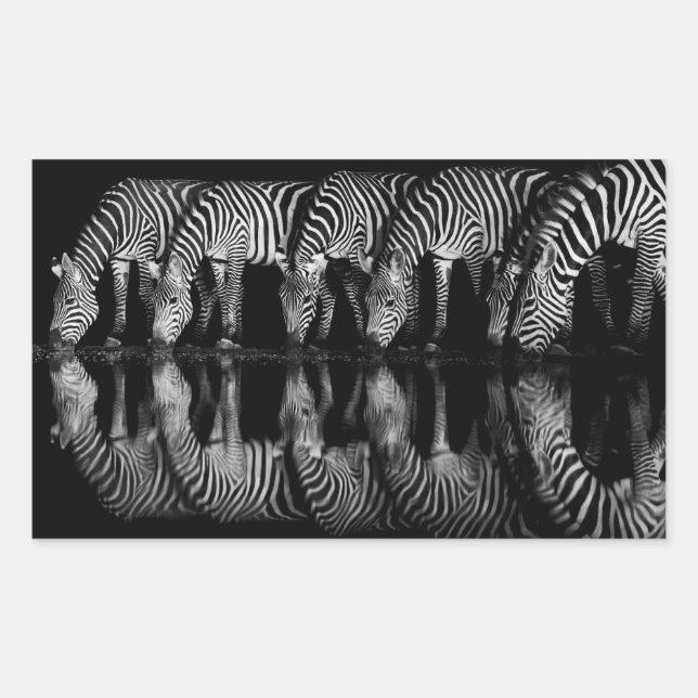 Sticker Rectangulaire Group of Plains Zebra Drink Together at Night (Devant)