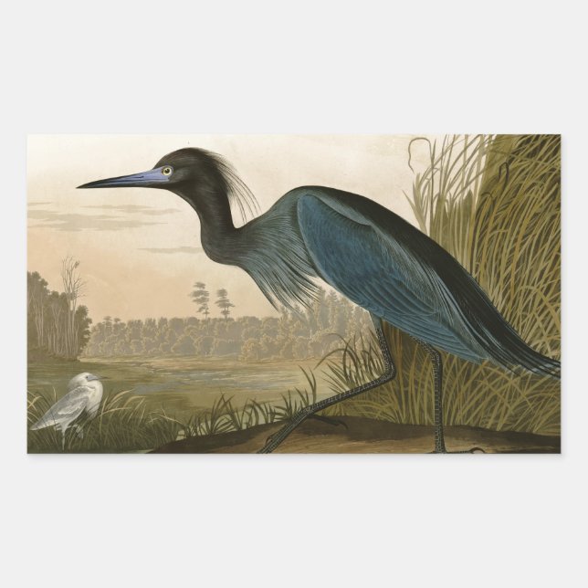 Sticker Rectangulaire Grue bleue Héron Impression Audubon Art côtier (Devant)