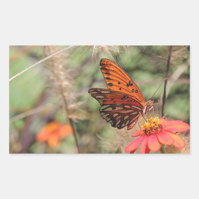 Sticker Rectangulaire Gulf Fritillary sur Zinnia (Devant)