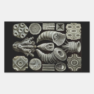 Sticker Rectangulaire Haeckel Négatif