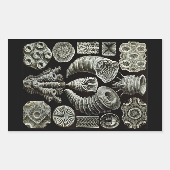 Sticker Rectangulaire Haeckel Négatif (Devant)